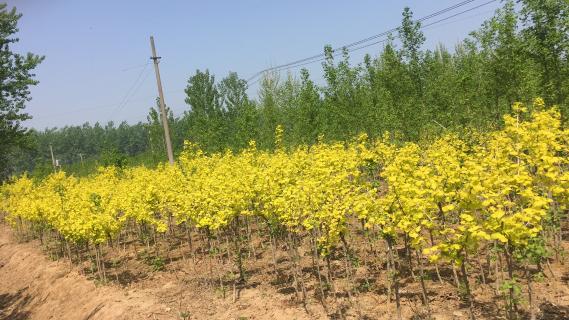 明光市市委书记被NG体育企业文化深深感动 | 深入沟通合作空间广阔